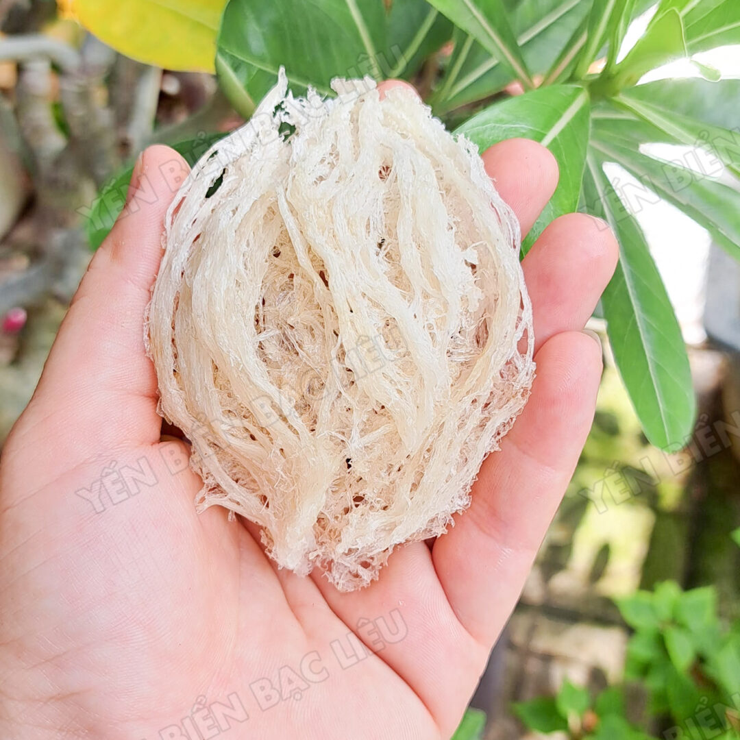Yến Tinh Chế - Ảnh 5